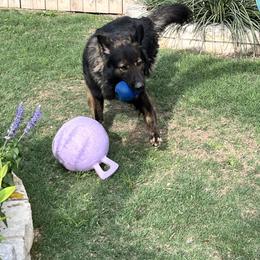 Grendel - German Shepherd