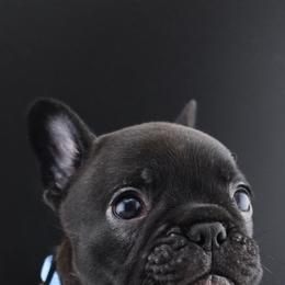 Mr Johnny Walker - Brindle male French Bulldog puppy in Vancouver, Washington from Leash Candy Frenchies