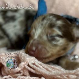 Puppy 2 - Dapple male Dachshund puppy in Fayetteville, West Virginia from Loop Creek Dachshunds