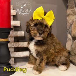 Pudding - Sable female Bernedoodle puppy in Heyworth, Illinois from Cobble Creek Puppies