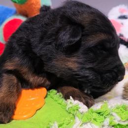 Wesley - Green Collar - Black and red male German Shepherd puppy in Charlotte, North Carolina from Zuflucht K9s