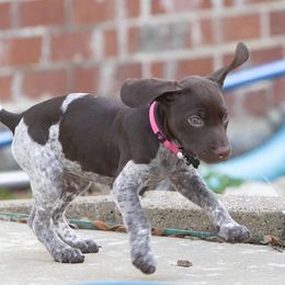 German Shorthaired Pointer Puppies from Michele Hierholzer