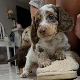 Boy 3 - Dapple male Dachshund puppy in Irvington, Alabama from Christopher's Dachshunds