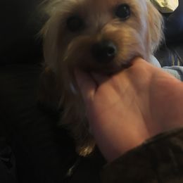 Bella Miamor Woodby - TBD