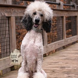 Remmy - Poodle