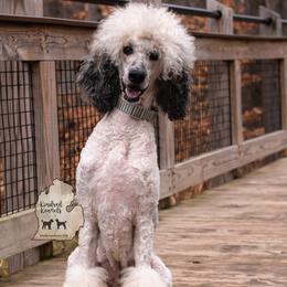 Remmy - Poodle