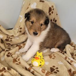 Nick - Sable male Collie puppy in Mattoon, Illinois from Gold Leaf Collies