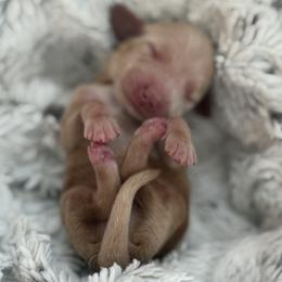 Boy 2 - male Dachshund puppy in Vancouver, Washington from Cascade Minis