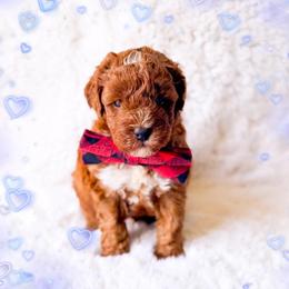 Espresso - Red  male Poodle puppy in Kissimmee, Florida from Poodle Doodle Kennels