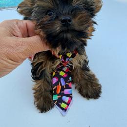 Ollie - Black and tan male Yorkshire Terrier puppy in Ocala, Florida from Yorkie  And Shih Tzu Love