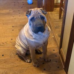 Blue collar - Red fawn male Chinese Shar-Pei puppy in Elkin, North Carolina from Martini Shar-Pei
