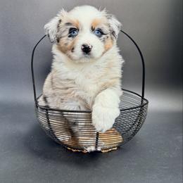 Millie - Blue merle female Miniature Australian Shepherd puppy in Covington, Pennsylvania from Rigas Mini Aussies LLC