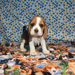 Purple collar female - Black tan and white female Beagle puppy in Fontana, California from JLB Beagles & MBT
