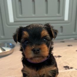 Yorkshire Terrier All Grown Up from Peppy Puppy Palace