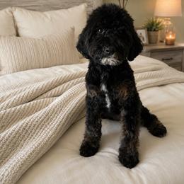 Girl 1 - Phantom female Poodle puppy in Eckert, Colorado from High Desert Poodles