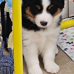 Freya - Black tri female Miniature American Shepherd puppy in Hume, Virginia from Shadow Fox Farm