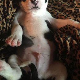 American Staffordshire Terrier Puppies from Angel Moon Kennels