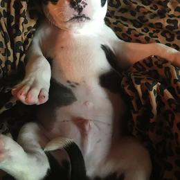 American Staffordshire Terrier Puppies from Angel Moon Kennels