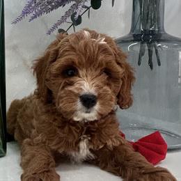 Dana - Red  female Goldendoodle puppy in Mint Hill, North Carolina from DoodleForever
