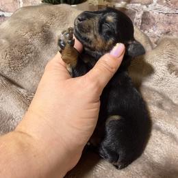 Creed - Black and silver male Miniature Schnauzer puppy in Lufkin, Texas from C&K’s Schnauzer House