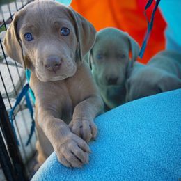 German Shorthaired Pointer and Weimaraner Puppies from SilverBay GunDogs
