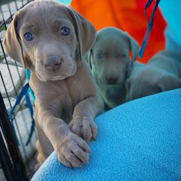 German Shorthaired Pointer and Weimaraner Puppies from SilverBay GunDogs