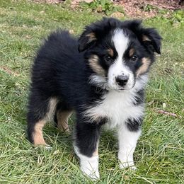 Miniature American Shepherds, Miniature Australian Shepherds, and Toy Australian Shepherds from Forbidden Aussies