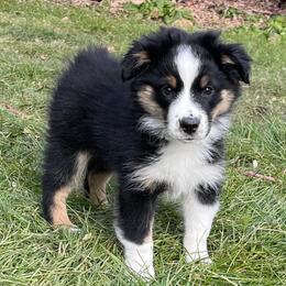Miniature American Shepherds, Miniature Australian Shepherds, and Toy Australian Shepherds from Forbidden Aussies