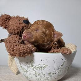 Kona - Apricot male Aussiedoodle puppy in Haleyville, Alabama from The Cuddly Dood Ranch