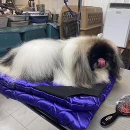 Pekingese All Grown Up from Ven-Mar Pekingese