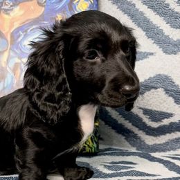 Dachshunds from Dox&Kosh