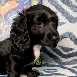 Dachshunds from Dox&Kosh