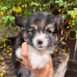 Biscuit - Black and tan male Pembroke Welsh Corgi puppy in Bakersfield, California from Kern River Corgis