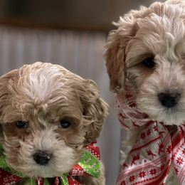 Cockapoos from Darling Doodles and Cockapoos