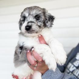 Fenway - Merle male Goldendoodle puppy in Soddy Daisy, Tennessee from The W Doods