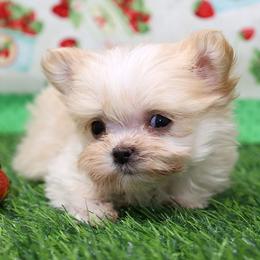 Ellery - Cream female Mi-Ki puppy in Elizabeth, Colorado from Royal T Mi-Kis