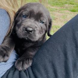 Cane Corso Puppies from Venom Cane Corsos