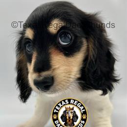 Pumpkin Pie 2500 - Cream male Dachshund puppy in Houston, Texas from Texas Regal Dachshunds LLC