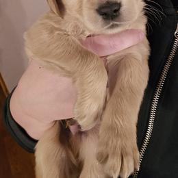 Golden Retriever Puppies from Rodgers Retrievers