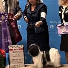 Lainey - Havanese