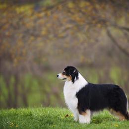 Australian Shepherd Puppies from Alias Australian Shepherds