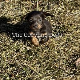 Fir - Gray (blue) and tan male Dachshund puppy in Overbrook, Kansas from The Greyline Dogs