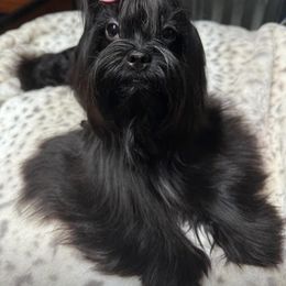 Baby blue - Yorkshire Terrier