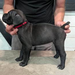 Silver Collar - Black male Cane Corso puppy in Beaver Crossing, Nebraska from Blue River Cane Corso