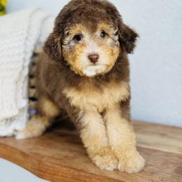 Princess - Chocolate female Goldendoodle puppy in West Jordan, Utah from Doodles Friend