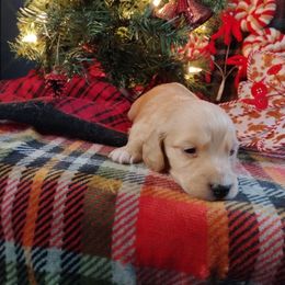Honey Bee Jr. - Cream male Dachshund puppy in Price, Utah from Smiling Dog Dachshunds