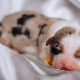 Australian Shepherd Puppies from Salty LeBlanc Aussies