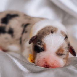 Australian Shepherd Puppies from Salty LeBlanc Aussies
