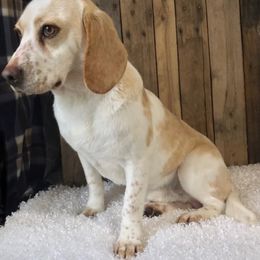 Ranger - Beagle