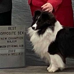 Poppy - Shetland Sheepdog